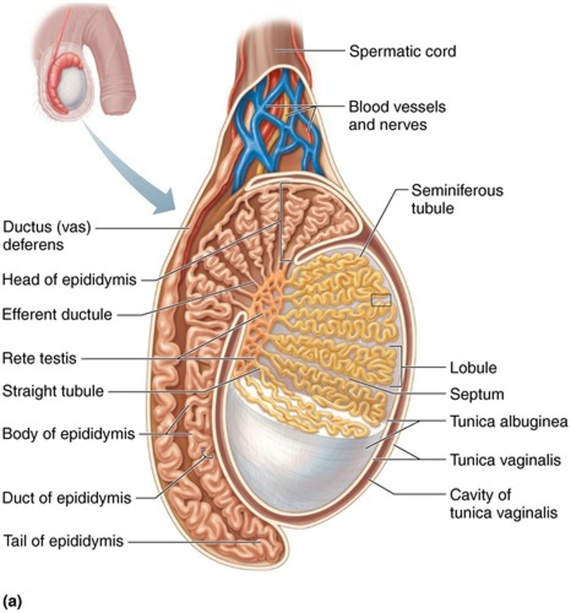 <p>In the seminiferous tubules of the testis.</p>