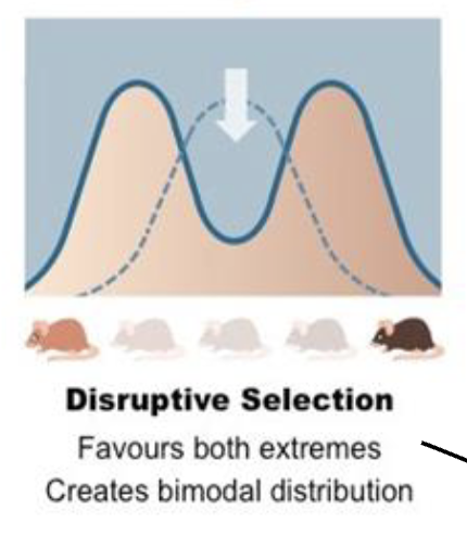 <p>Disruptive/Diversifying Selection</p>