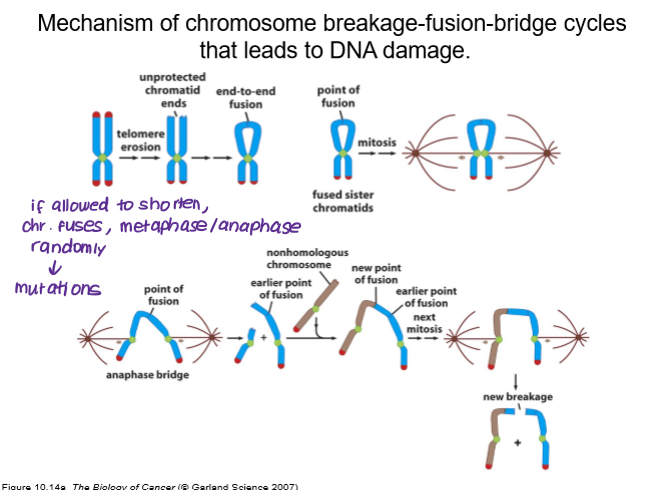 <p><strong>breakage-fusion-bridge (BFB)</strong></p><ul><li><p>telomere erosion leads to unprotected chromatid ends</p></li><li><p>end-to-end fusion of chromosomes</p></li><li><p>random anaphase created new points of fusion</p></li></ul><p></p><ol><li><p><span><strong><span>Breakage: </span></strong><span>A telomere is lost or broken, often due to critically short telomeres, leading to unprotected chromosome ends.</span></span></p></li><li><p><span><strong><span>End-to-end Fusion:</span></strong><span> During replication, the unprotected, broken ends of sister chromatids fuse together, creating a </span><strong><span>dicentric chromosome</span></strong><span> (a chromosome with two centromeres).</span></span></p></li><li><p><span><strong><span>Bridge:</span></strong><span> In anaphase, the two centromeres are pulled to opposite poles, forming a bridge of DNA that stretches across the dividing cell.</span></span></p></li><li><p><span><strong><span>Breakage (Cycle Repeats):</span></strong><span> The bridge breaks under tension, often unevenly, resulting in daughter cells with missing or extra chromosomal segments.</span></span></p></li></ol><p></p>