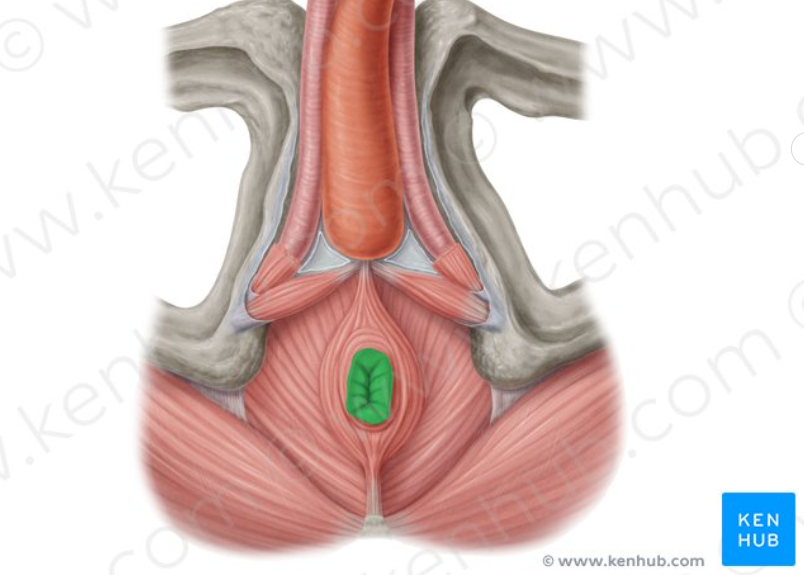 <p>The <strong>opening at the end of the digestive tract</strong> through which feces are eliminated from the body. It is surrounded by the internal and external anal sphincters, which regulate the passage of waste.</p>