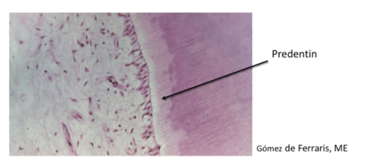 <p><span>• It is the unmineralized zone of dentin immediately next to the pulp.<br>• 30 μm thick<br>• Odontoblasts initially form predentin, which undergoes mineralization and becomes<br>dentin.</span></p>