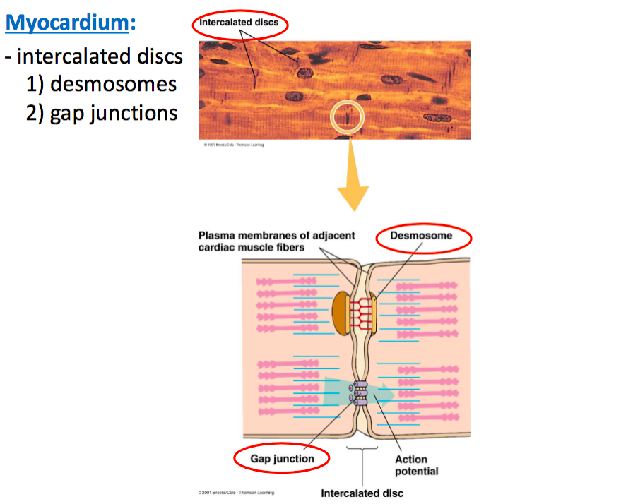 <p>Heart Walls&nbsp;</p>