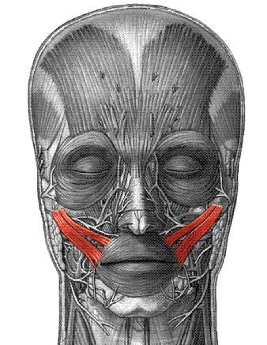 <p>Muscles that elevate the corners of the mouth, contributing to smiling.</p>