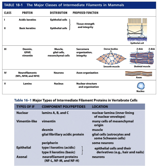 Type I (acidic) and Type II (basic) Keratins

\
Type III Vimentin and Vimentin-related filaments

\
Type IV Neurofilaments

\
Nuclear Lamins