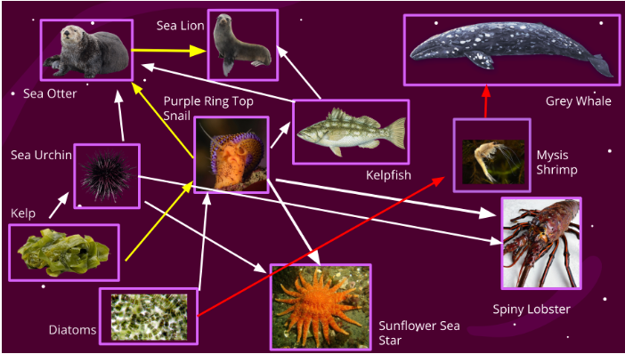 <p>In the food web below, what organisms eat the purple ring top snail?</p>