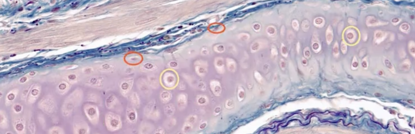<p>What cells are circled in yellow in cartilage?</p>