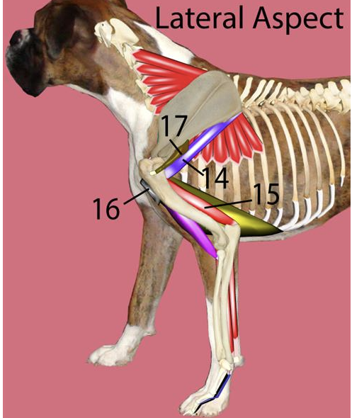 <p>Muscles of the <u>left throacic limb, lateral aspect</u> → <strong>#14</strong></p>