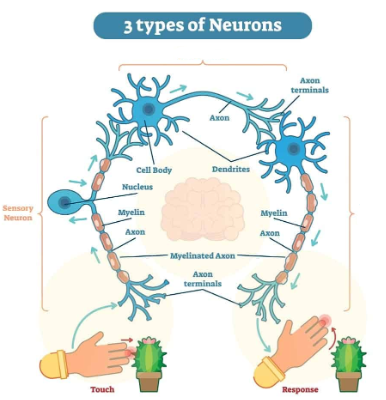 <p>Send messages from the body to the brain.</p>