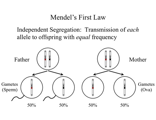 Two alleles for each trait separate when gametes form; Parents pass only one allele for each trait to each offspring