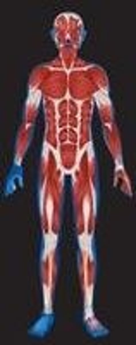 <p>Consists of muscles attached to the skeleton by tendons</p>
