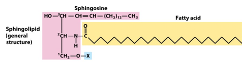 <ul><li><p>an 18 carbon amino alcohol (sphingosine) backbone instead of glycerol</p></li><li><p>a fatty acid is joined via amide linkage</p></li><li><p>ex. sphingomyelins</p></li></ul>