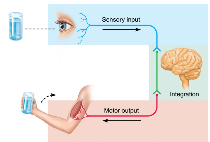 <ol><li><p><strong>Sensory </strong>- Sensory receptors detect changes in the environment.</p></li></ol><p></p><ol start="2"><li><p><strong>Integration</strong> - Input is processed so that the system (brain) can decide on what to do.</p></li></ol><p></p><ol start="3"><li><p><strong>Motor Output </strong>- Response initiated which then activates the body’s muscles and glands. </p></li></ol><p></p>
