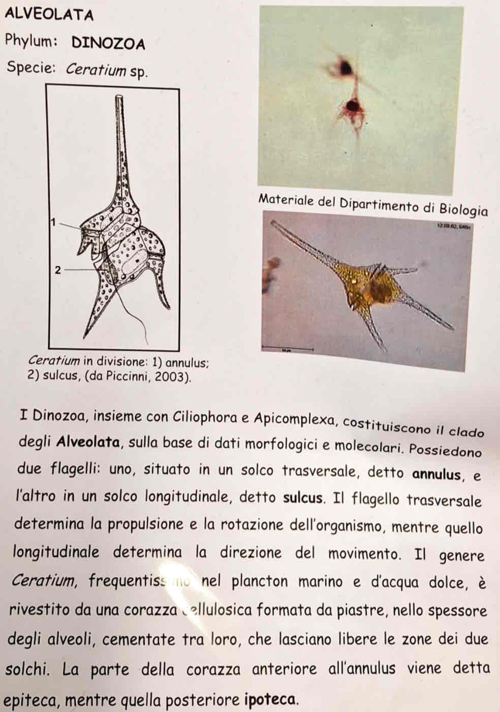<p><em>Ceratium sp</em>.</p>