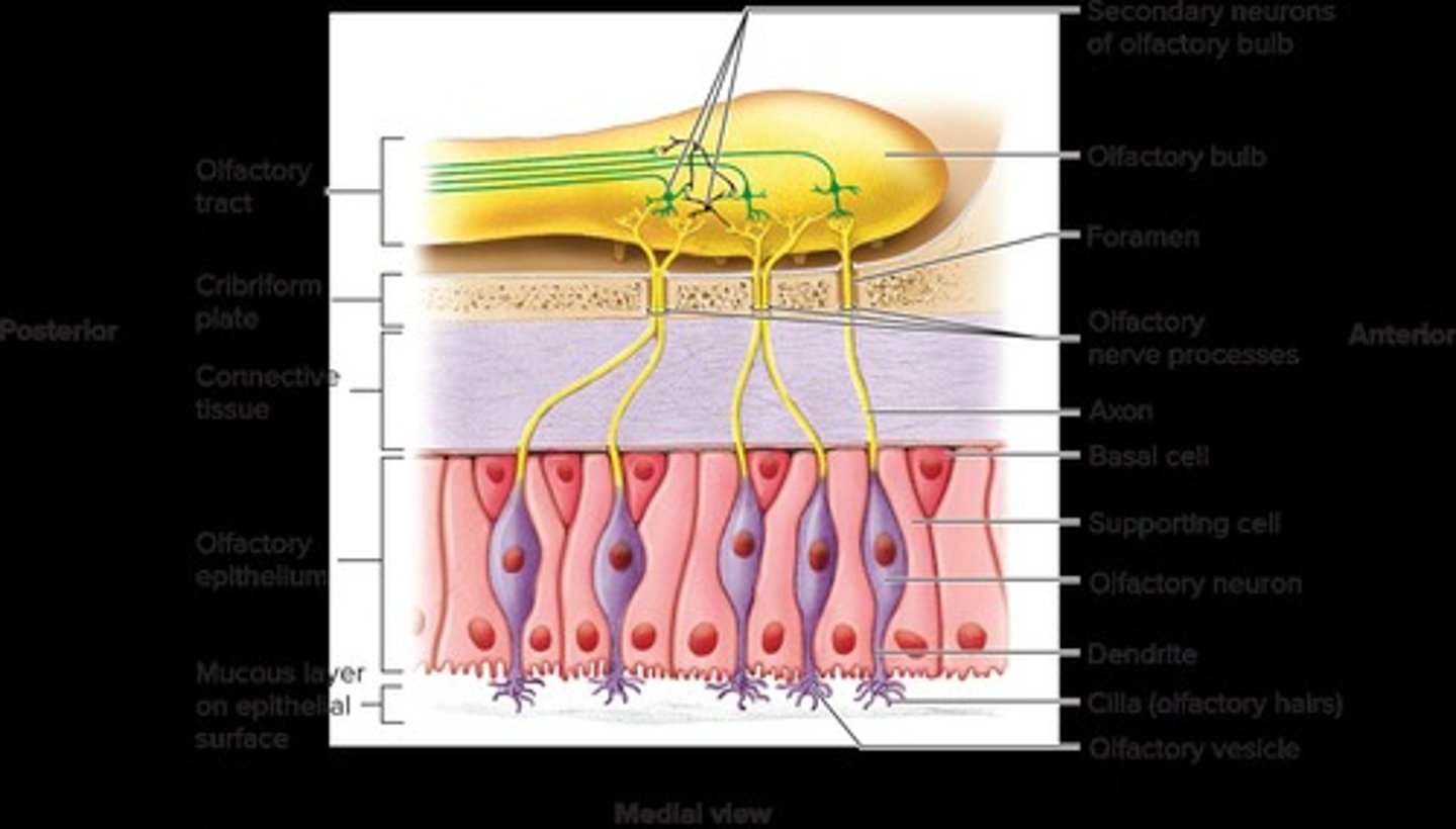 <p>G protein coupled receptors (GPCRs).</p>