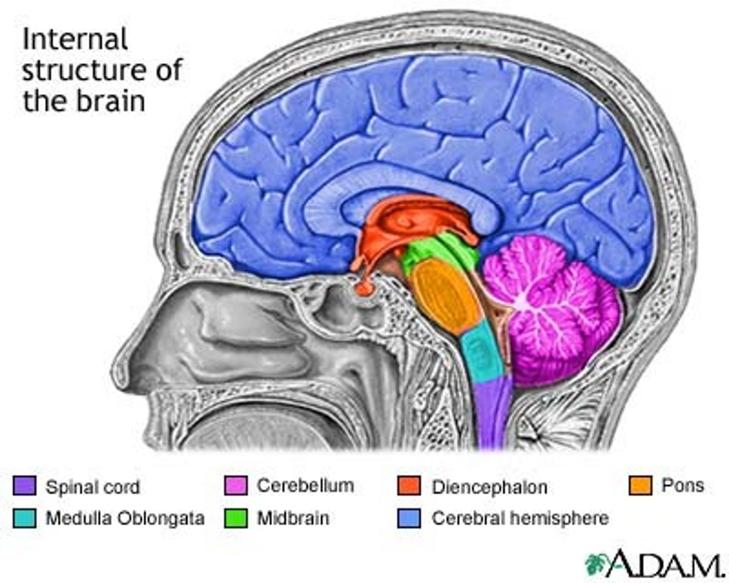 <p>Region that contains the thalamus, hypothalamus and pineal gland</p>