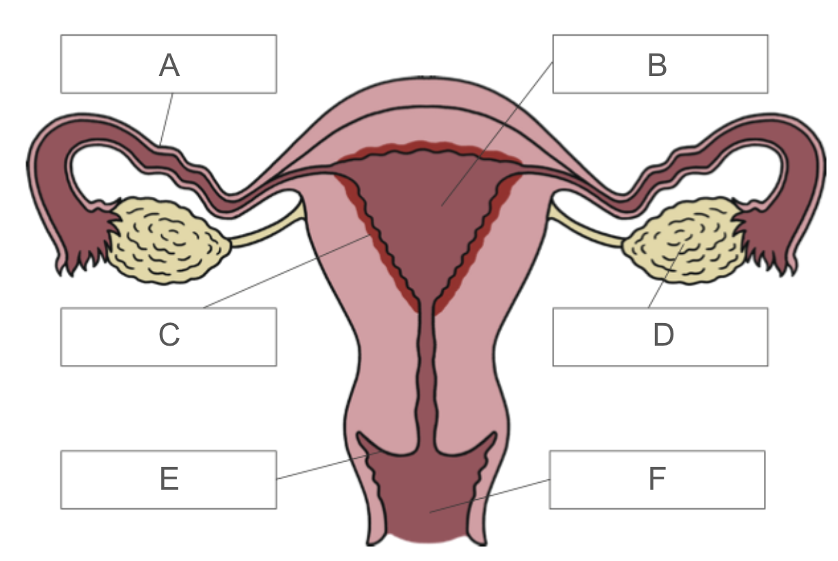 <p>Identify C</p>
