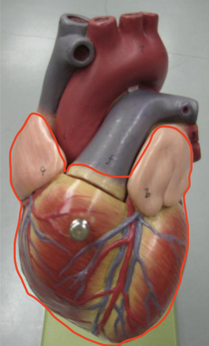 <p>most superficial layer of the heart</p>