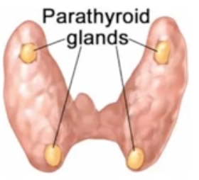 <p>What does Parathyroid Hormone (PTH) do?</p>