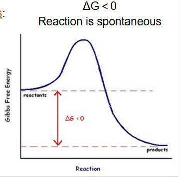 <p>reactions that release energy (ex. cellular respiration)</p><p>delta G is less than 0</p><p>spontaneous</p>