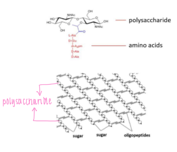 <p>- Peptidoglycan (polysaccharides held together by</p><p>oligopeptide cross-links)</p><p>- Oligopeptide</p><p>(small peptide 2-20 aa)</p>