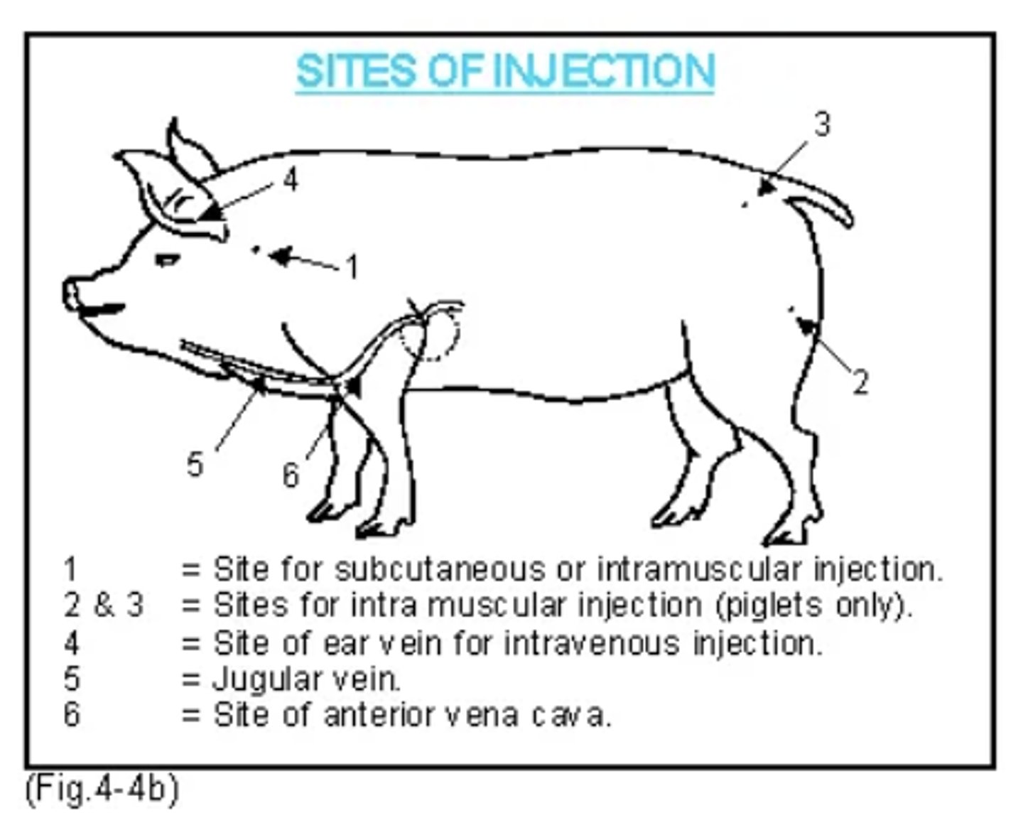 <p>- Heavy fat layer often present along the back ("backfat") which is especially prominent in most pot-bellied pigs (don't administer here)</p><p>- Common site is the neck (important in commercial pigs, less fat here)</p>