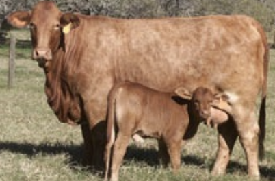 <p>common in bos indicus influenced cattle (santa gertrudis and beefmaster breeds)</p>