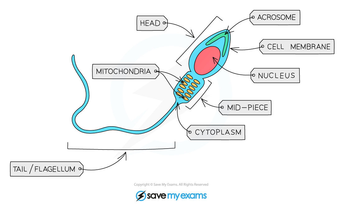 <p>-Many mitochondria</p><p>-Acrosomes</p><p>-A long tail</p><p></p><p></p>