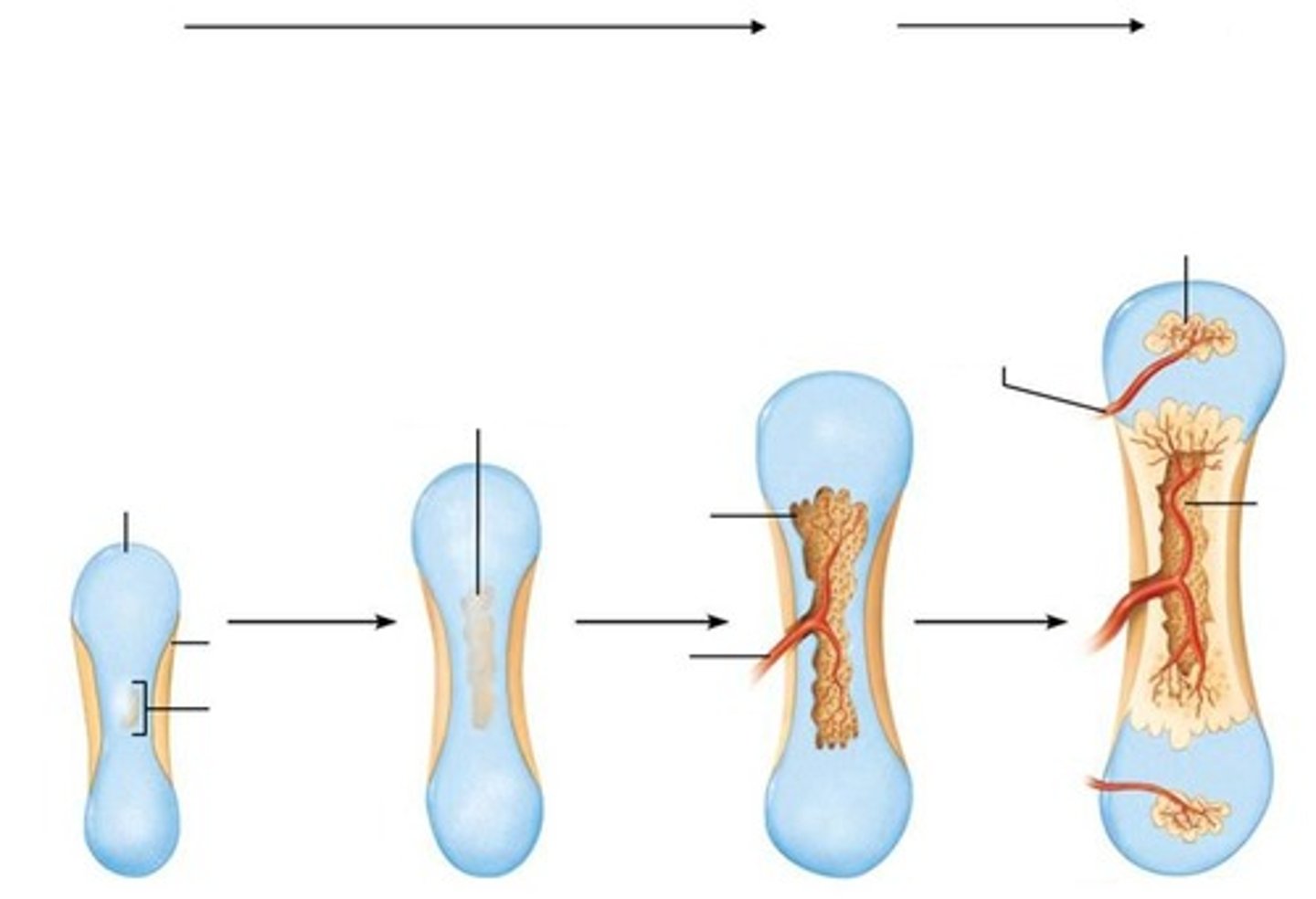 <p>Process where bone collar forms around the diaphysis of the hyaline cartilage model.</p>