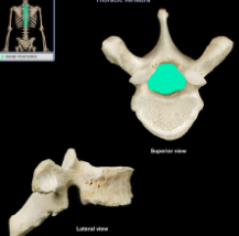 Hole which spinal cord runs through in each vertebra
