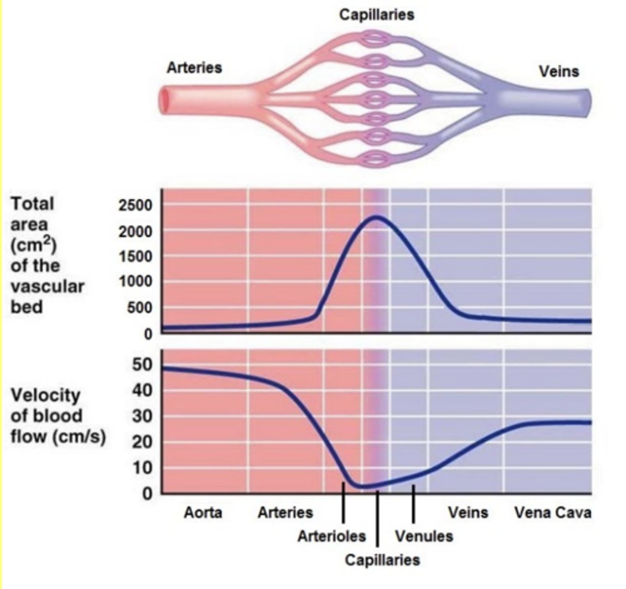 <p>blood flow through a capillary bed is slower than in the arteriole or venule associated with it</p>