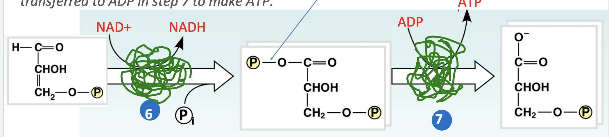 <p>the oxidation/reduction step.</p><p>In step 6 the sugar is oxidized and NAD+ is reduced.  \n This reaction is coupled to the synthesis of a high energy phosphate bond which is transferred to ADP in step 7 to make ATP. ( 4 ATP is made here)</p>