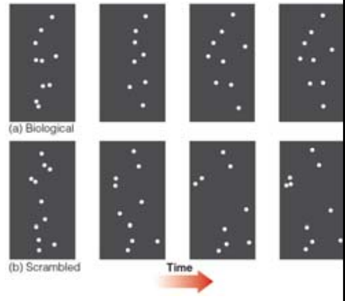 <p>A biological motion stimulus created by placing small lights on people’s joints &amp; then filming the patterns created by these lights when people walk &amp; carry out other actions in the dark.</p>