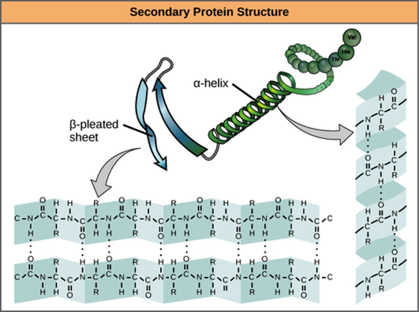 <p>Primary structure: sequence of amino acids</p><p>protein formation:</p><p>•sequence of amino acids=primary structure</p><p>•secondary structure of proteins involve beta pleated sheets and alpha helices</p><p>•R groups interactions in the sequence of amino acids determines the 3d , tertiary shape---> disulfide bridges, hydrogen bonds</p><p>this happens in the ER and the protein is then modified in the golgi apparatus</p>