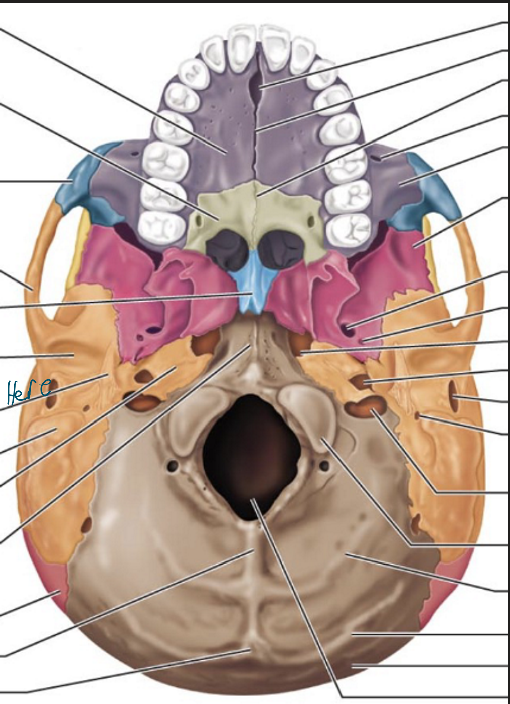 knowt flashcard image