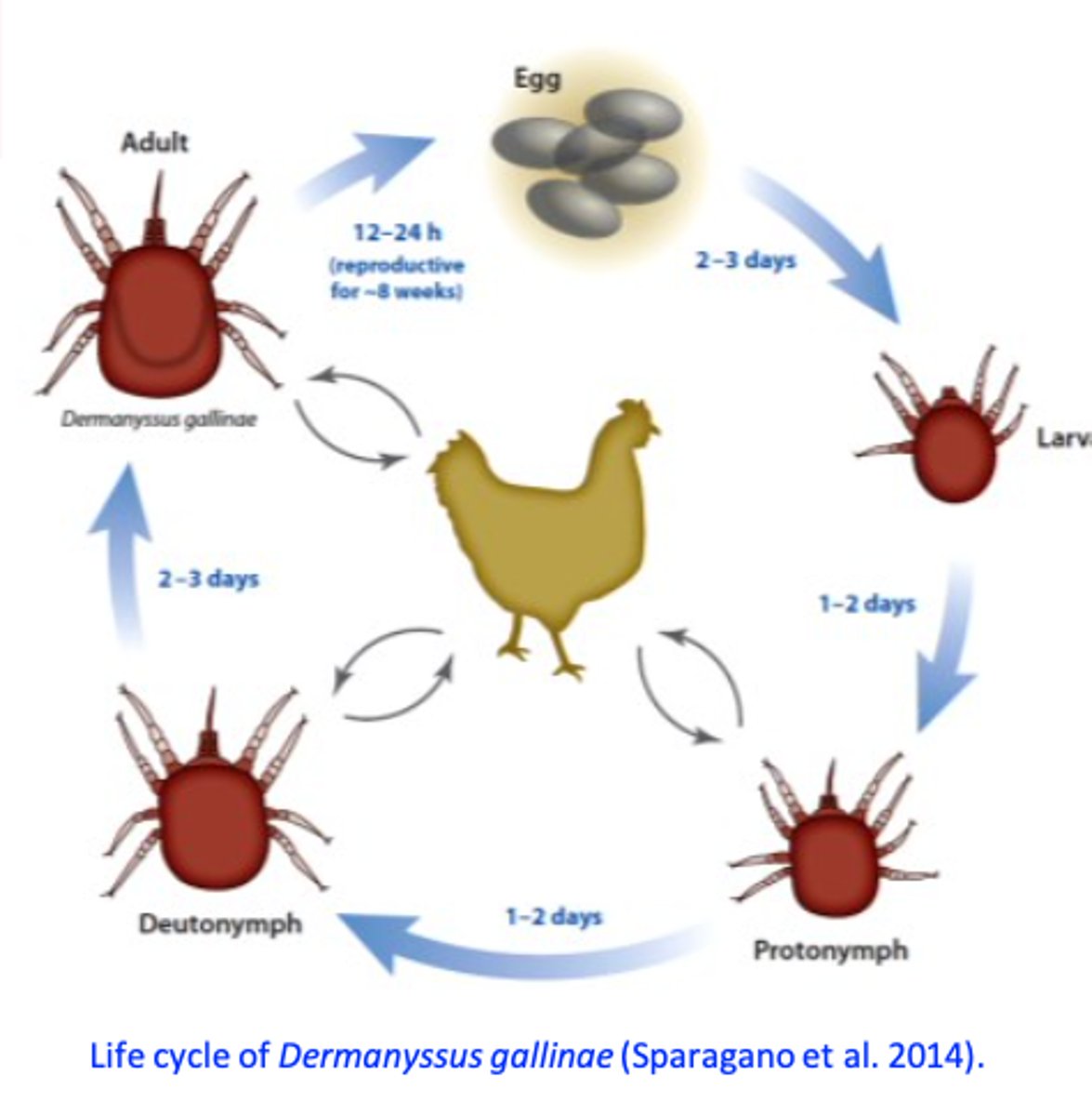 <p>• Spend most of their lifetime in the poultry house, usually hidden in the cracks and crevices;</p><p>-• After feeding on the host (during the night) females retreat to cracks and crevices to lay eggs (up to 30 eggs in their lifetime);</p><p>• Egg =&gt; larva (does not feed) =&gt; 2 nymphal stages =&gt; adults in 7 days =&gt; large populations can develop very quickly;</p>