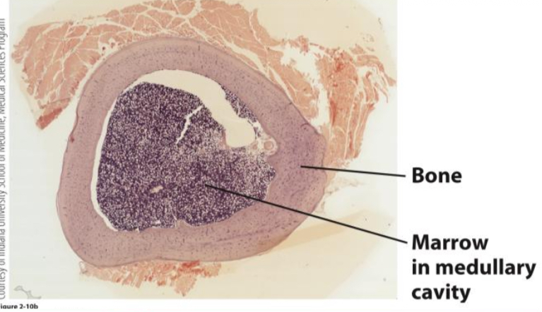 <p>The bone marrow.</p>
