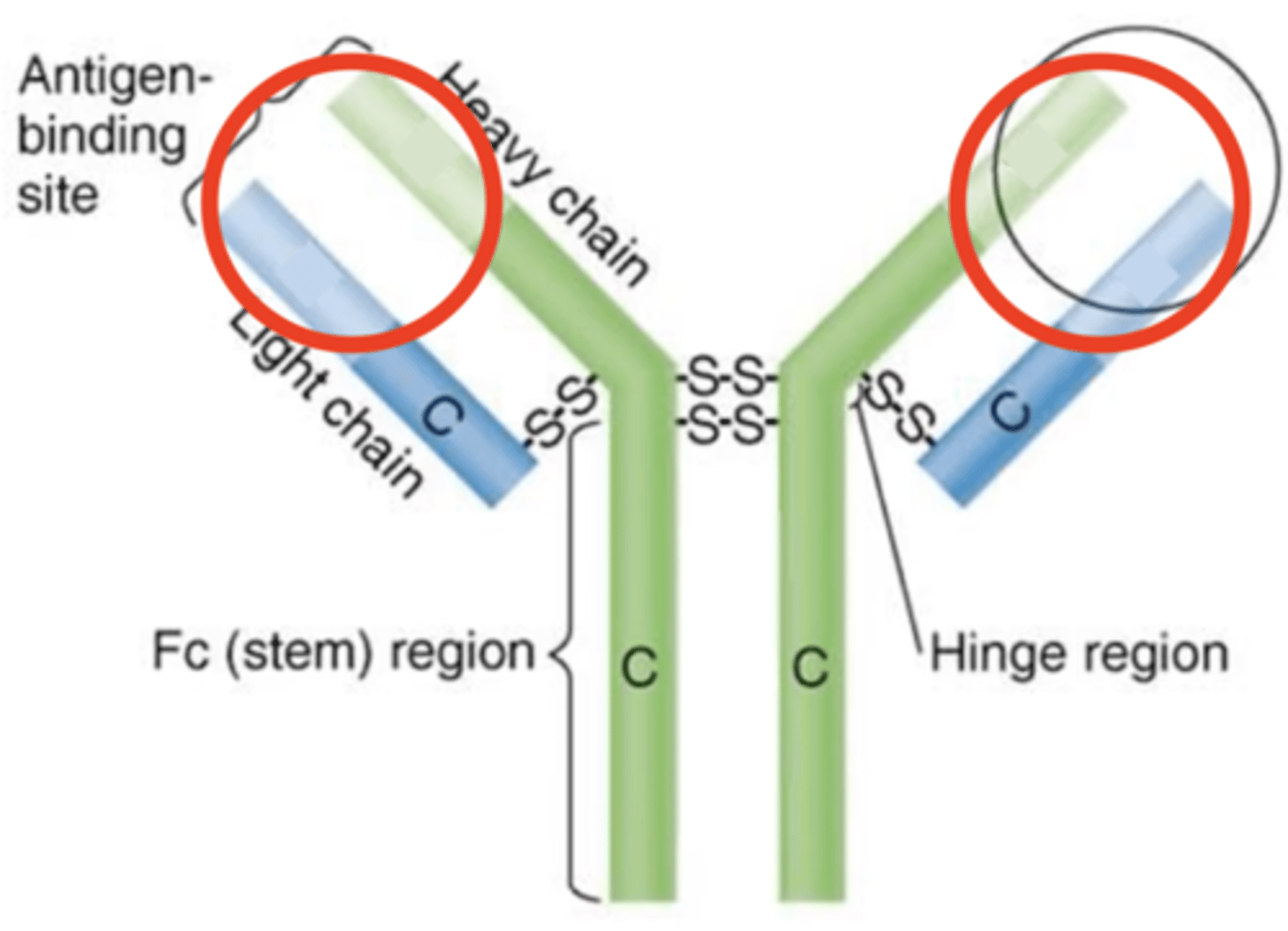 <p>Antibody structure</p><p>- Ends of Fab regions</p><p>- Contain antigen-binding sites that bind to epitopes</p>