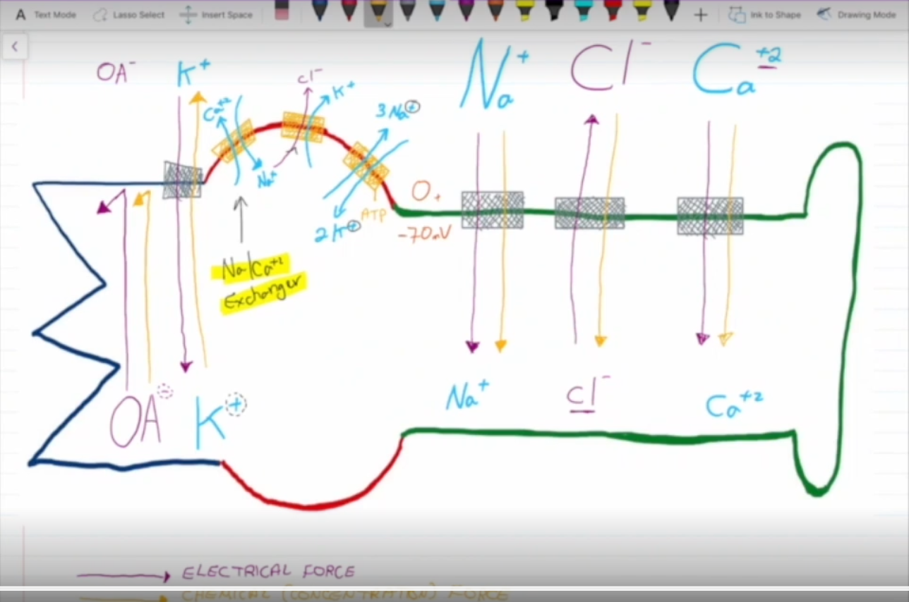 <p>(All of these technically happen at once).</p><ol><li><p>The rough ER in the cell body produces negatively charged&nbsp;organic proteins. These proteins are too big to flow down their concentration gradient, so the inside of the cell gains a -5 mV charge.</p></li><li><p>The sodium potassium pump pumps 3 Na+ out of the cell and 2 K+ into the cell. Since the pump removes 3 positive species and takes in only 2 positive species, the charge of the inside of the cell jumps to -10mV. (Note that this pump does not effect extracellular fluid cause it big and spacious)</p></li><li><p>K+ exits the cell via leakage channels, further decreasing the membrane potential to -70 mV. Once at -70mV, the electrical force and chemical force acting on potassium balance out.</p></li><li><p>Cl- is removed via K+/Cl- symports.</p></li><li><p>Ca2+ is removed via Na/Ca+2 exchangers (antiports).</p></li></ol><p></p>