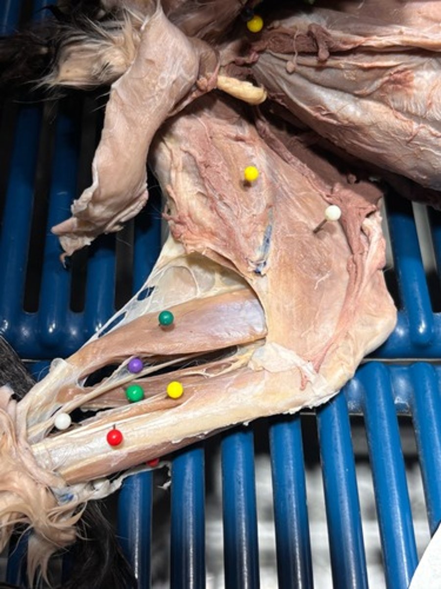 <p>What muscles of the shank is the light green pin in</p>