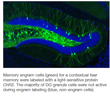 <p>= fysieke representatie van geheugen</p><ul><li><p>concept voor het eerst voorgesteld door Richard Semon in 1904</p></li><li><p>herinneringen: gecodeerd & opgeslagen via specifieke neurale circuits</p></li><li><p>engrammen → verspreid over verschillende hersengebieden</p></li><li><p>dezelfde circuits worden geactiveerd tijdens zowel geheugenvorming als herinnering</p></li></ul><p></p>