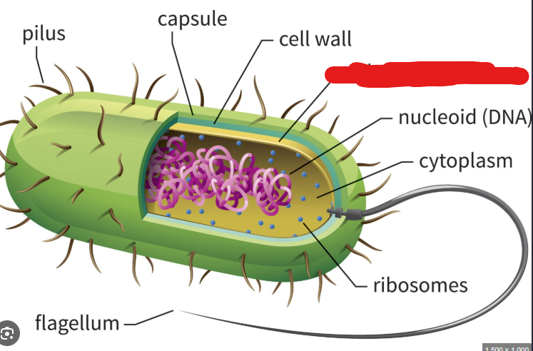 <p>In the context of prokaryotes, lies underneath the cell wall. A structure made up of amphipathic phospholipid molecules and proteins. In archaea this phospholipid bilayer becomes a monolayer as the hydrophobic ends of phospholipid connect to make one structure. This allows them to live happily in hot environments.</p>