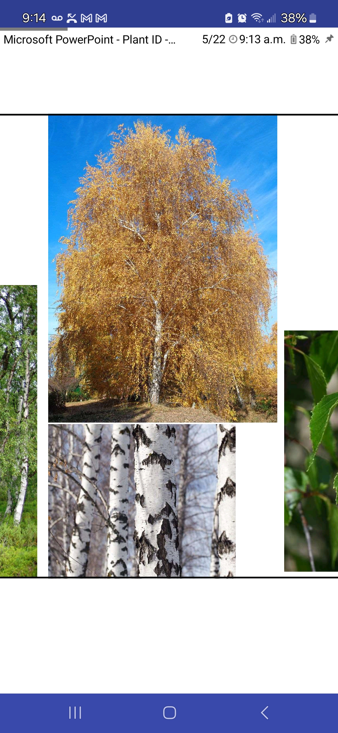 <p>Betula pendula, Betulaceae</p>