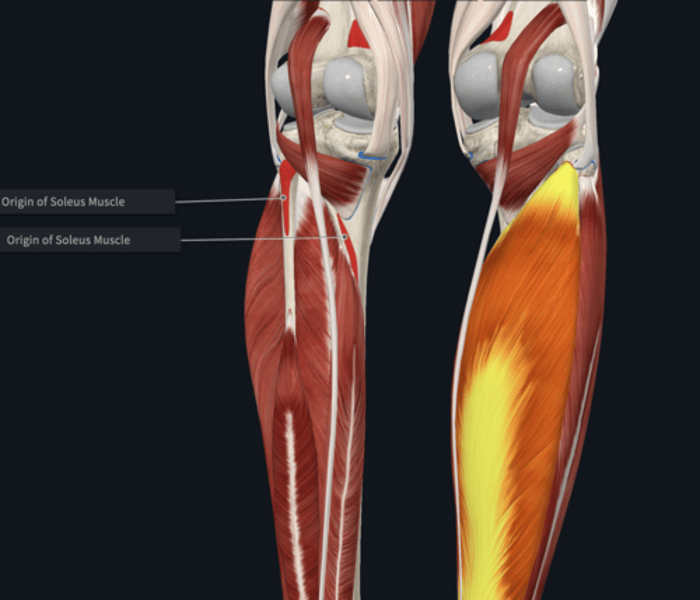 <p>Origin: Soleus</p>