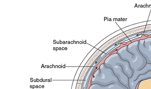 <p><span>pace is between the arachnoid and the pia mater.</span></p>