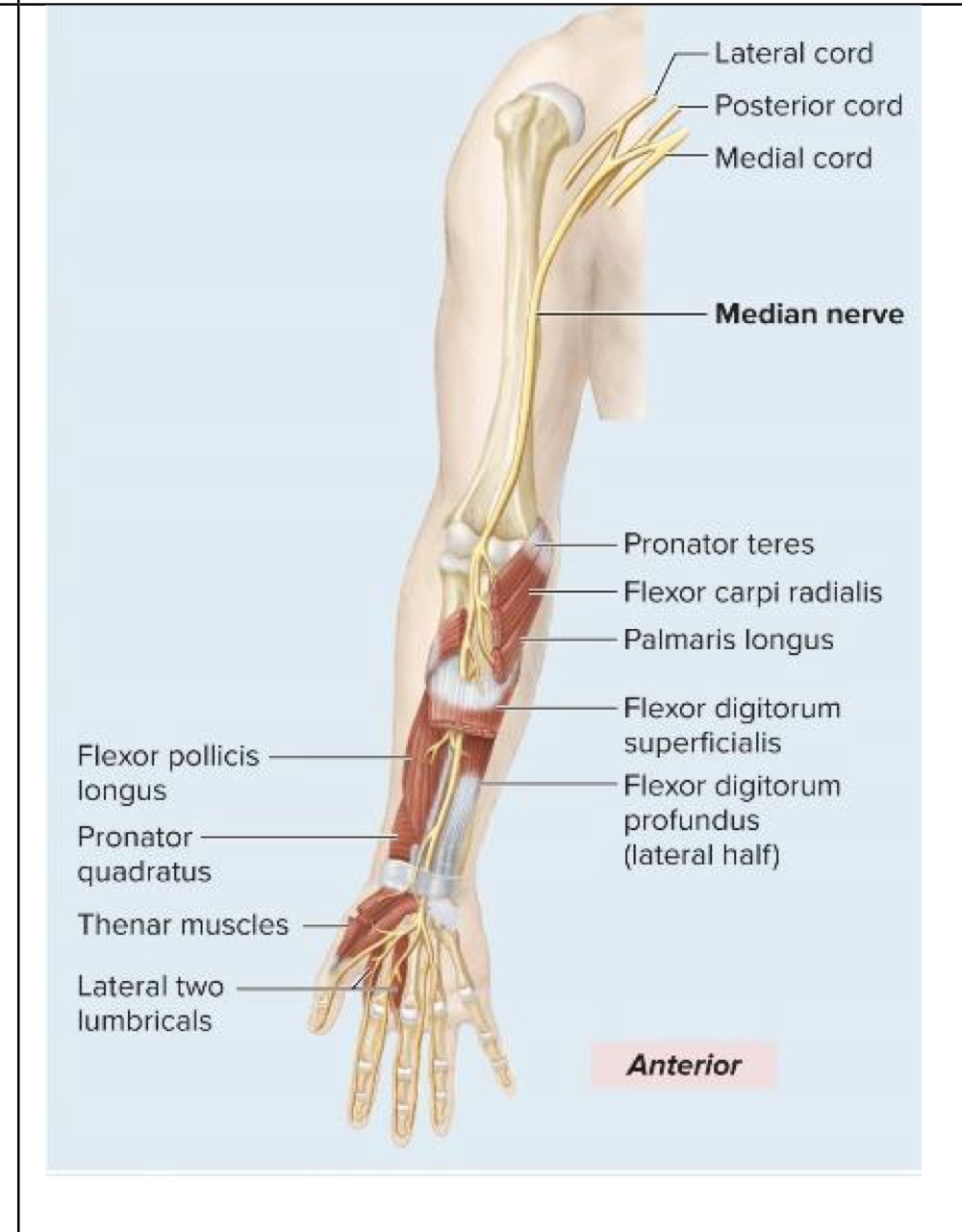 <p>Motor innervation of median nerve</p>