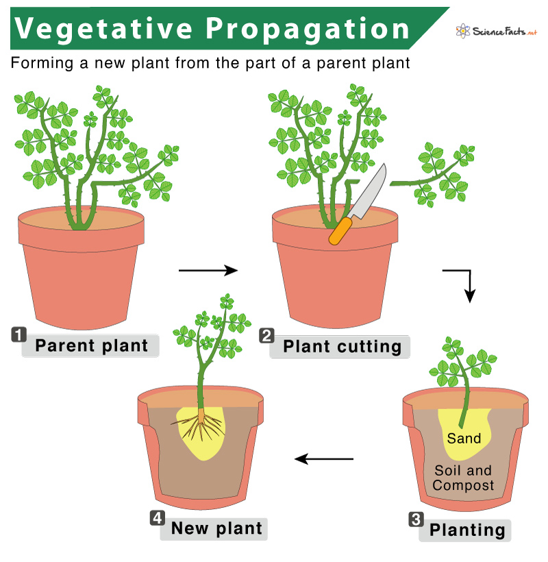 <p>occurs when a plant grows from fragmentation</p><p>e.g stem or root cuttings </p>