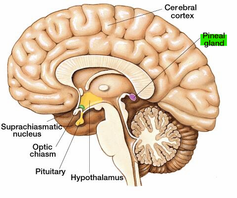 <p>Pineal gland </p>