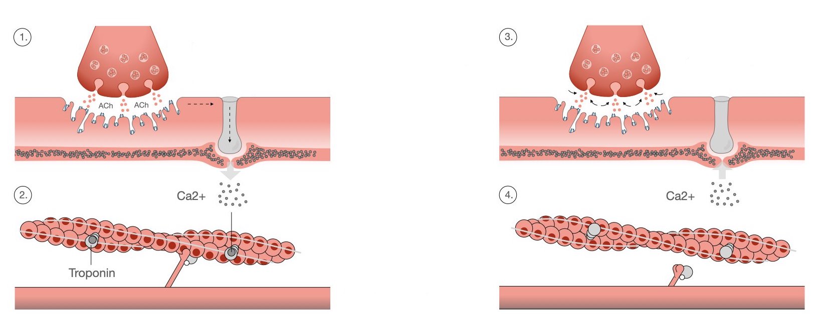 <ol><li><p>action potential on neuron reaches neuromuscular junction, thacetylcholine (ACH) is released</p></li><li><p>ACH binds receptors to muscle fiber and releases action potential on sarcolemma</p></li><li><p>when action potential reaches the transverse tubules (t-tubules), it goes into the muscle fiber</p></li><li><p>this prompts the release of calcium from the sarcoplasmic reticulum</p></li><li><p>calcium binds to troponin on actin filament</p></li><li><p>troponin moves tropomyosin out of the way of the active sites so myosin can react with actin filament</p></li></ol><p></p>