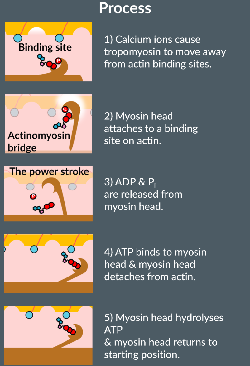 <ol><li><p>Calcium ions released by the sacroplasmic reticulum causes the tropomyosin to move away from the actin binding sites.</p></li><li><p>The myosin head then attaches to one of the binding sites on actin (actinomyosin bridge)</p></li><li><p>ADP and Pi are released from the head, causing a power stroke where myosin head moves actin to M line</p></li><li><p>The myosin head binds to new ATP molecule and dettaches from actin</p></li><li><p>Myosin head hydrolyses the ATP and returns to starting position</p></li></ol><p></p>