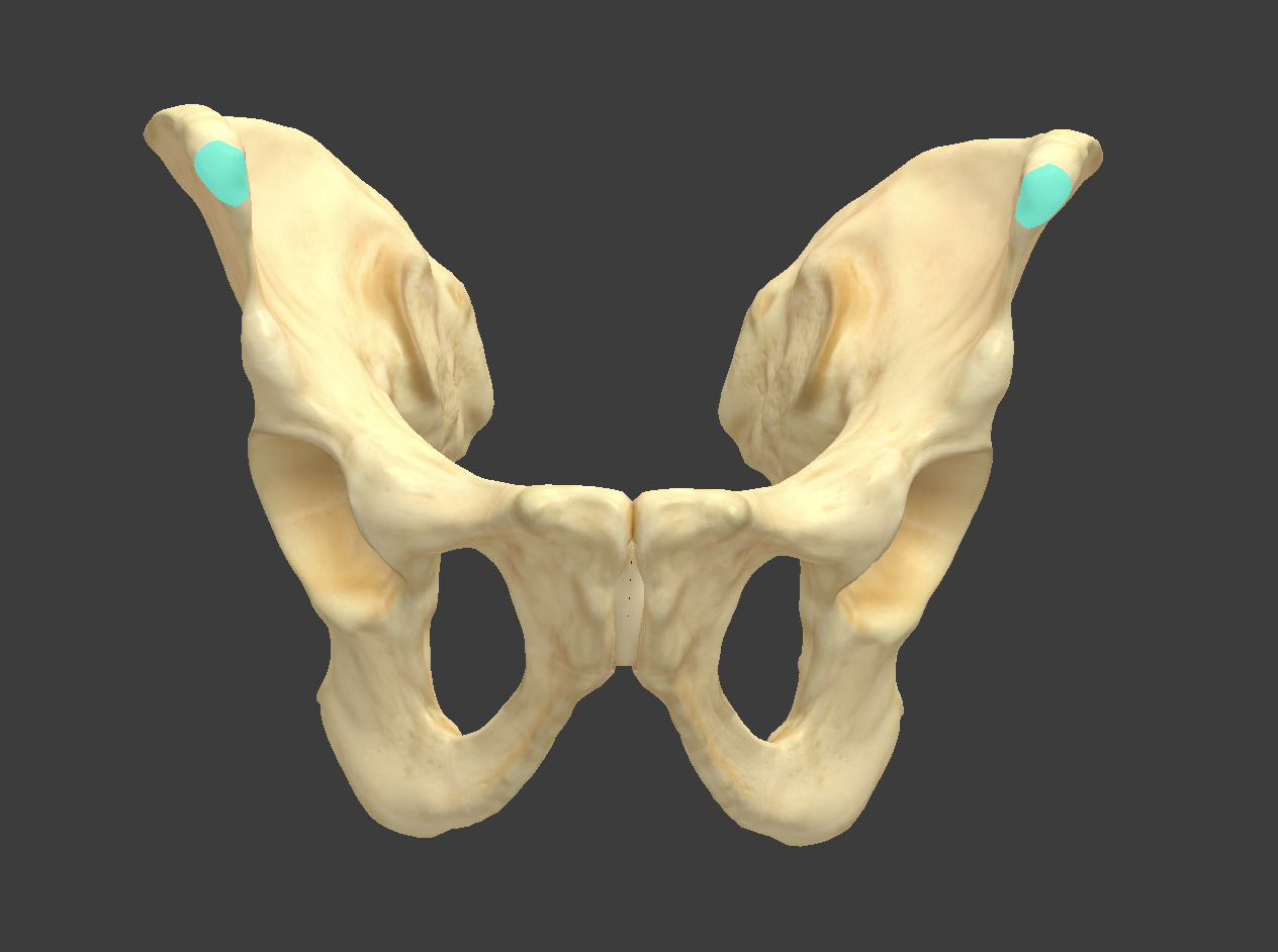 <p>Name and bone </p>